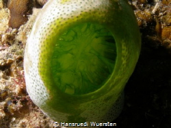 Green Urn Sea Squirt - Didemnum molle (Atriolum robustum) by Hansruedi Wuersten 